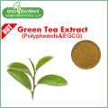 Extracto de té verde natural con polifenoles